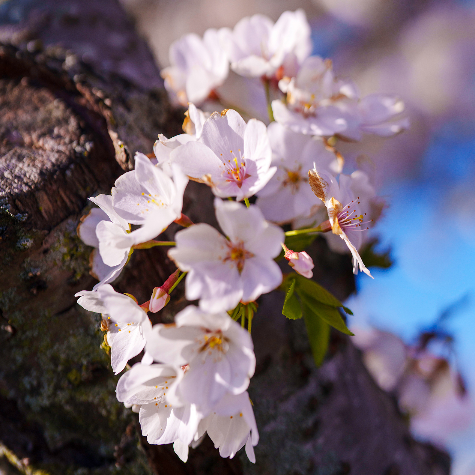 Blooms On A Branch